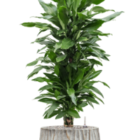 Dracaena fragrans 'Janet Lind' in Wave